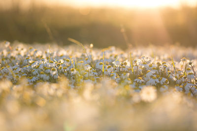 Close-up of flowering plants on field