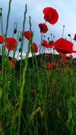 Close-up of red poppy flowers growing on field