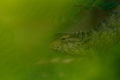 Close-up of frog on leaf