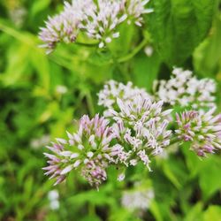 Close-up of pink flowering plant