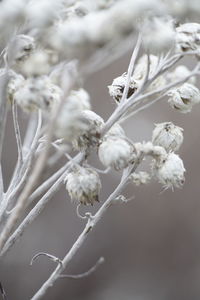 Close-up of frozen plant