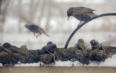 Birds feeding on afeeder in snow storm