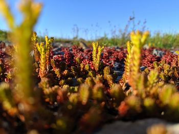 Close-up of yellow flowering plants on field