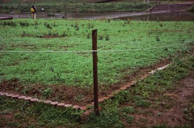 Scenic view of field