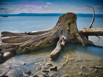 Scenic view of driftwood on beach against sky