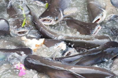 High angle view of fish in market