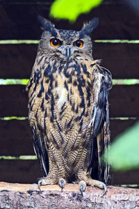 Close-up portrait of owl