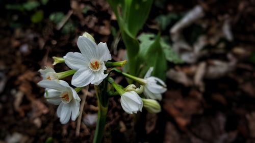 Close-up of white flowering plant