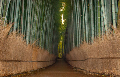 Full frame shot of trees in forest