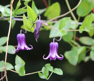 Close-up of purple flowering plant