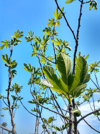 Fig leaves in spring. novara province. italy