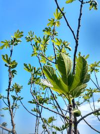 Low angle view of tree against sky