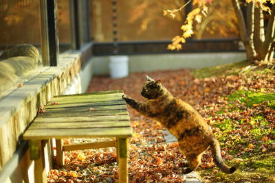 A tortoiseshell cat standing in japanese garden at autumn leaves season