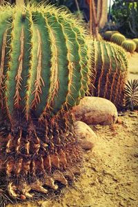 Close-up of cactus on field