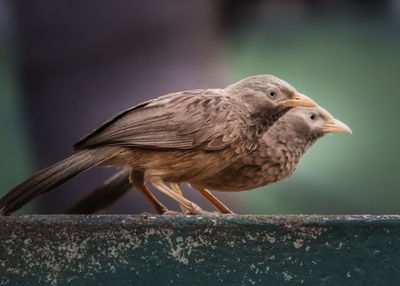 Close-up of bird