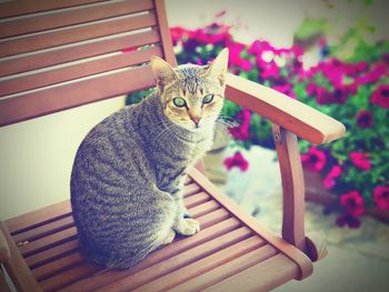 Portrait of cat sitting outdoors