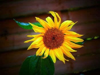 Close-up of yellow sunflower