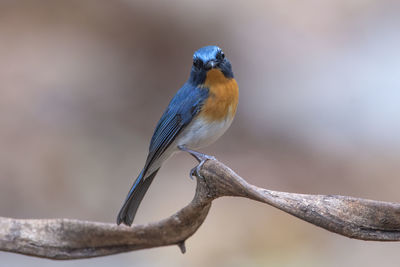 Close-up of bird perching on branch