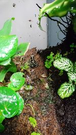 High angle view of insect on green plant