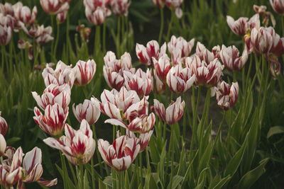 Close-up of flowers blooming outdoors