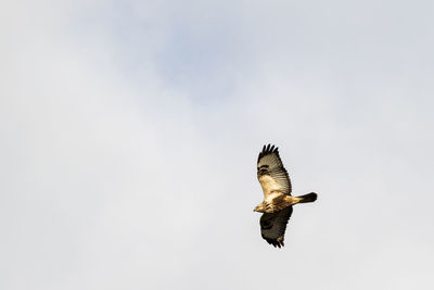 Low angle view of eagle flying against clear sky