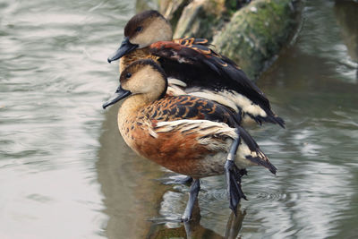 Close-up of wandering whistling ducks at the side of a lake