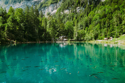 Scenic view of lake by trees in forest