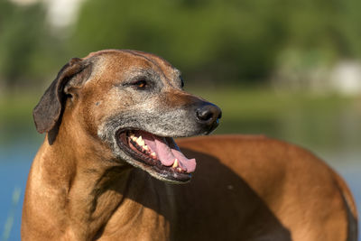 Close-up of dog looking away