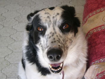 Close-up portrait of dog