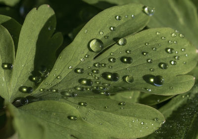 Close-up of water drops on leaves