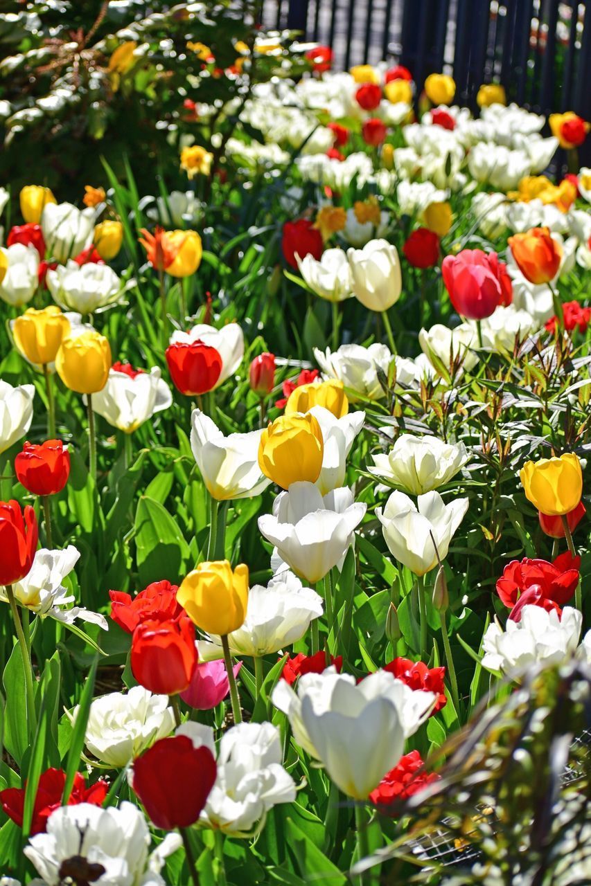 CLOSE-UP OF TULIPS ON WHITE FLOWERING PLANTS