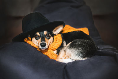 Close-up of sleeping dog with outfit