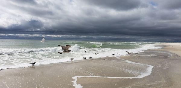 Seagulls on beach