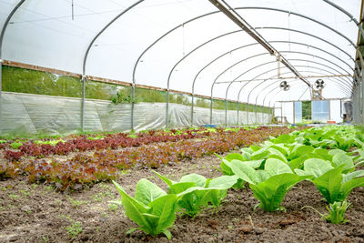 Plants growing on field