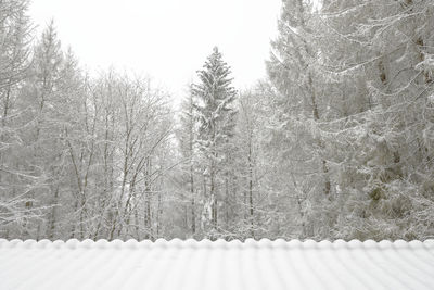 Snow covered land and trees in forest