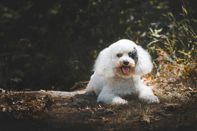 Dog sitting on field