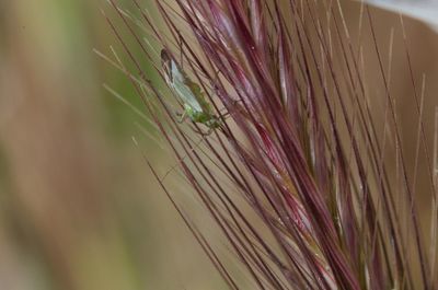 Close-up of plant against blurred background