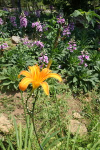 Close-up of purple flowers in garden