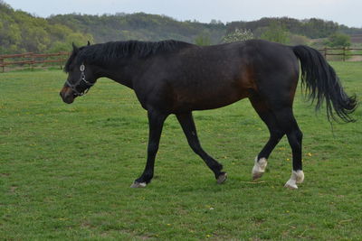 Horse on grass