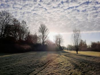 Bare trees on field against sky