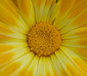 Full frame shot of yellow flower