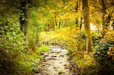 Narrow stream along trees in forest