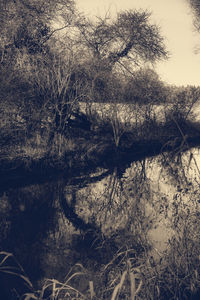 Bare tree in water