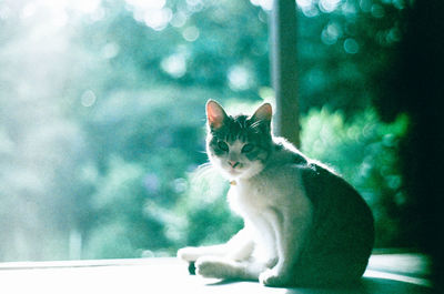 Portrait of cat sitting outdoors
