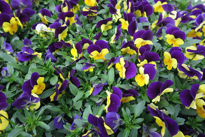 Close-up of purple flowers