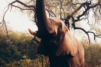 Close-up of an elephant