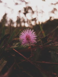 Close-up of thistle