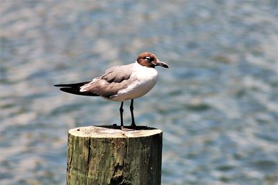 Close-up of seagull perching on wooden post