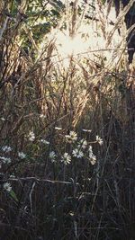 Plants growing on a tree