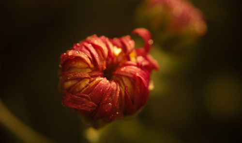 Close-up of red flower